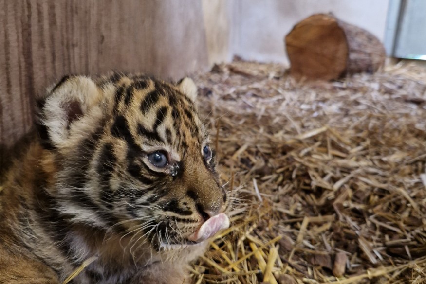 Un tigron de Sumatra est né au parc du PAL ! (vidéo)